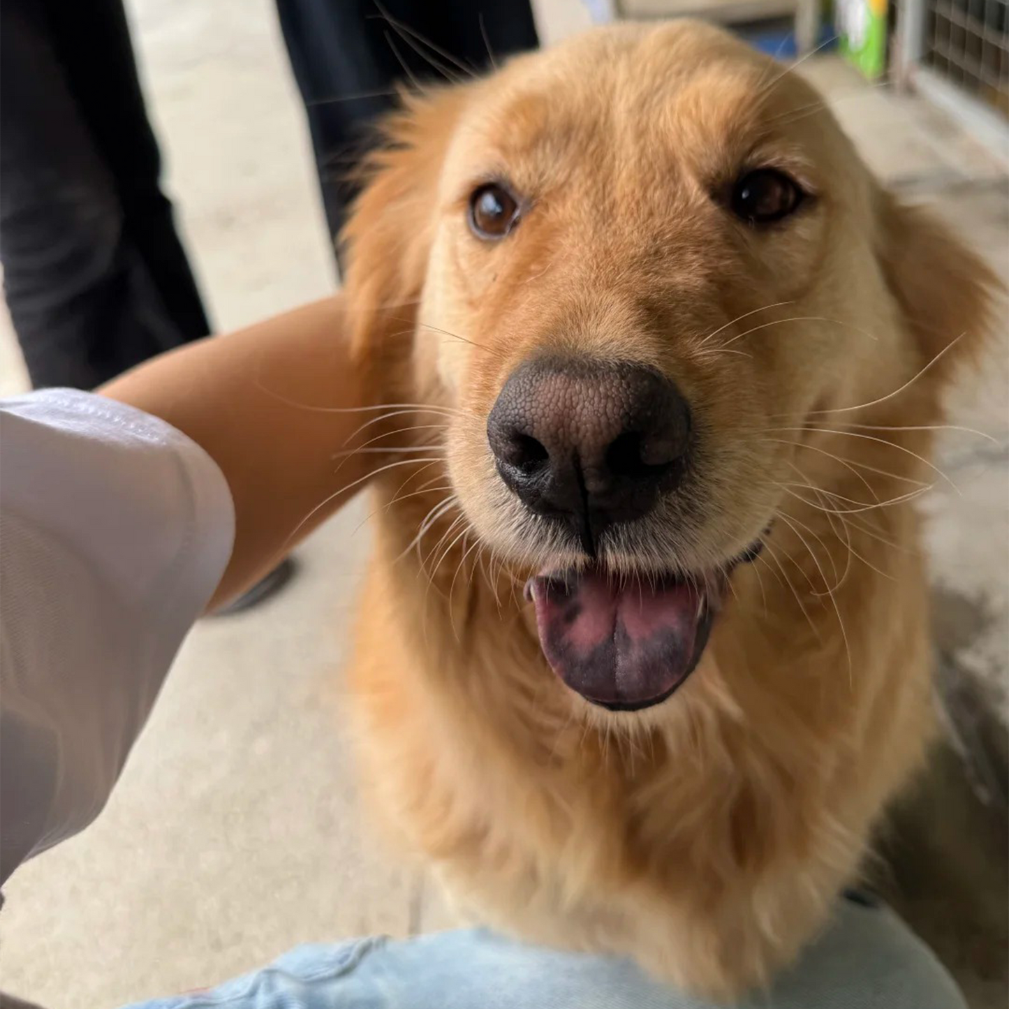 Sharing Love with Stray Animals
