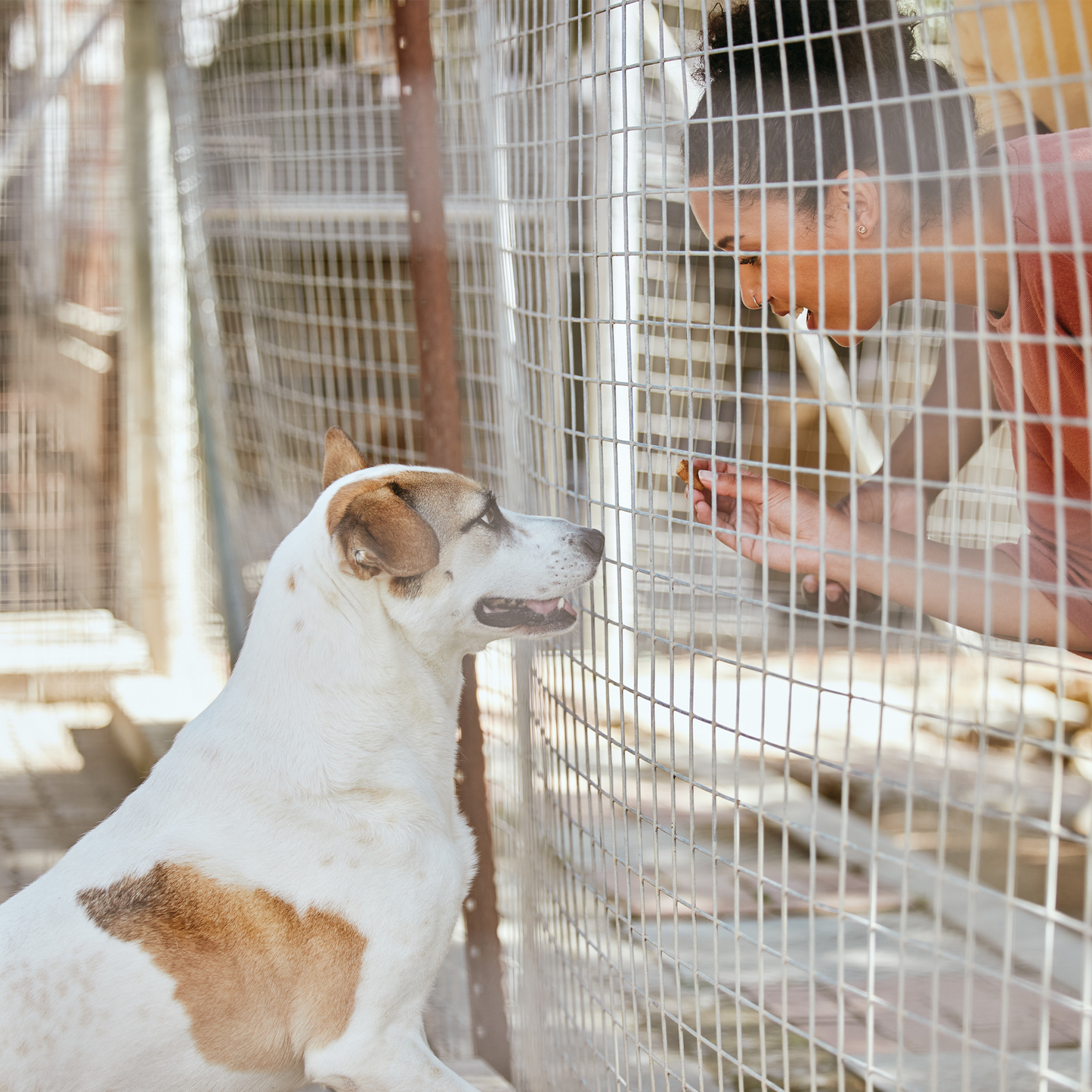 Sharing Love with Stray Animals