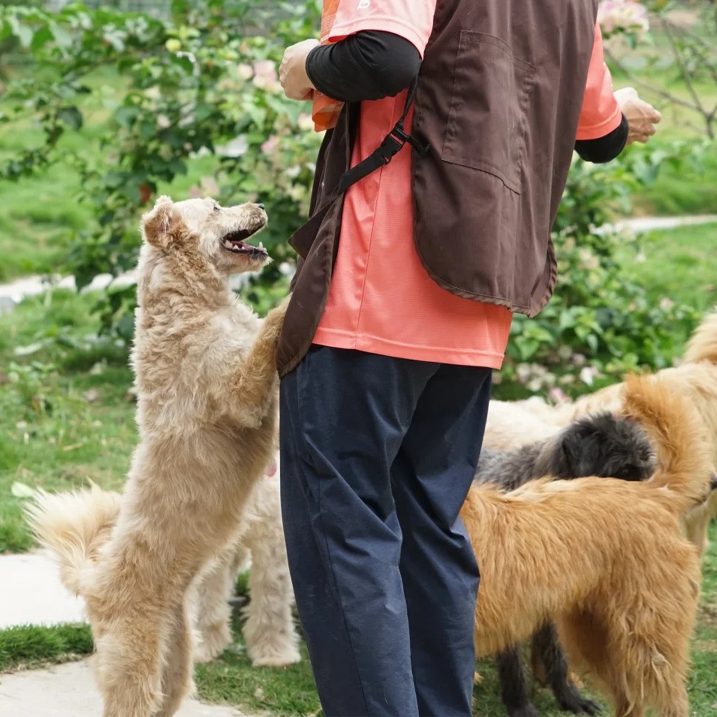 Sharing Love with Stray Animals