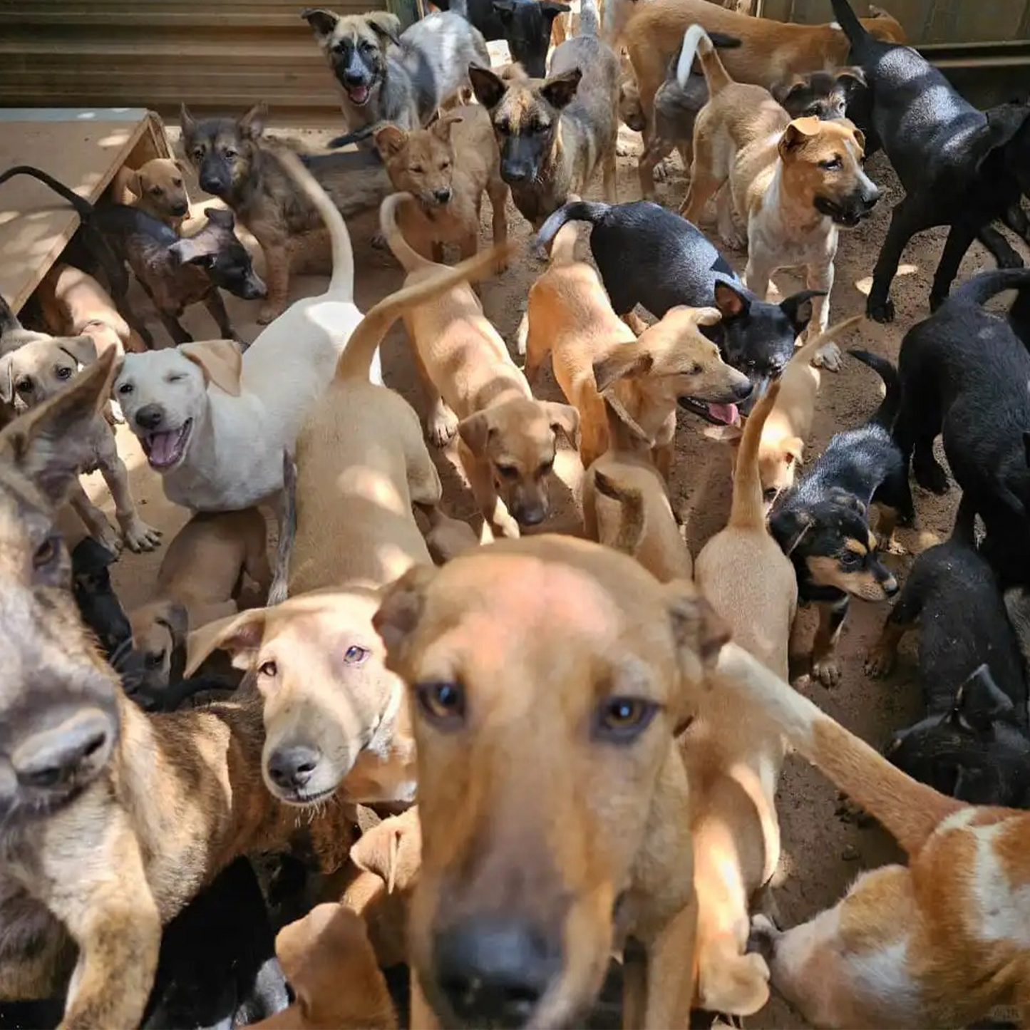 Sharing Love with Stray Animals