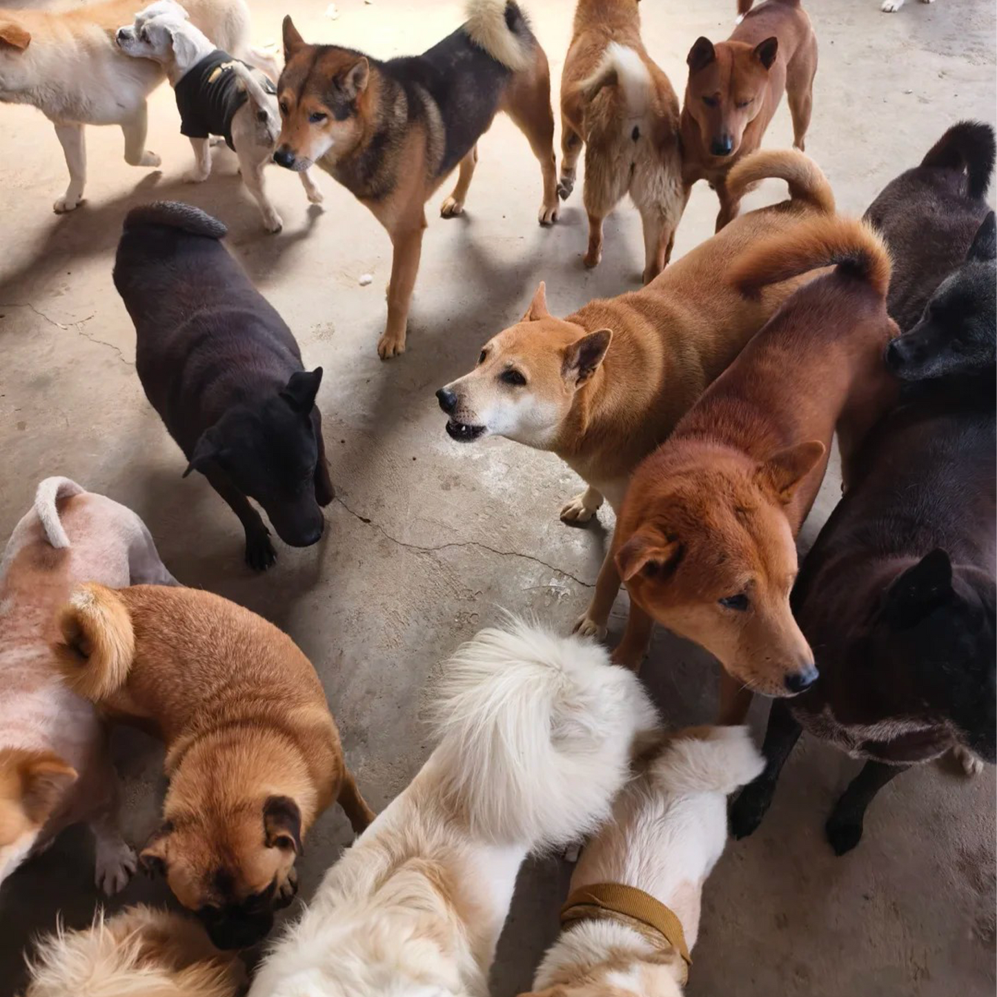 Sharing Love with Stray Animals