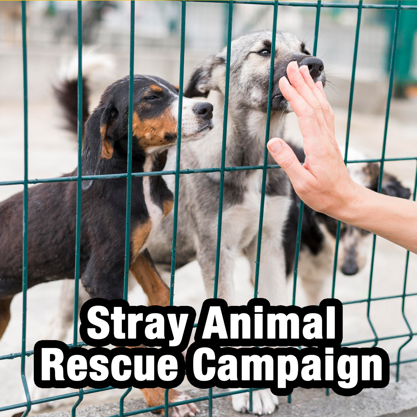 Sharing Love with Stray Animals