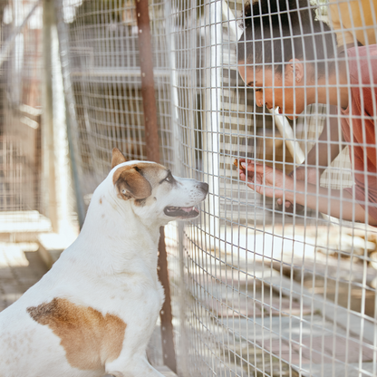 Sharing Love with Stray Animals
